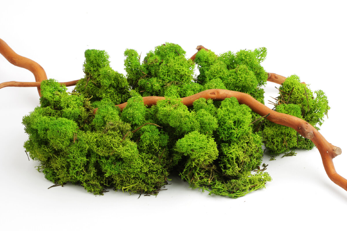 Стабилизированный мох