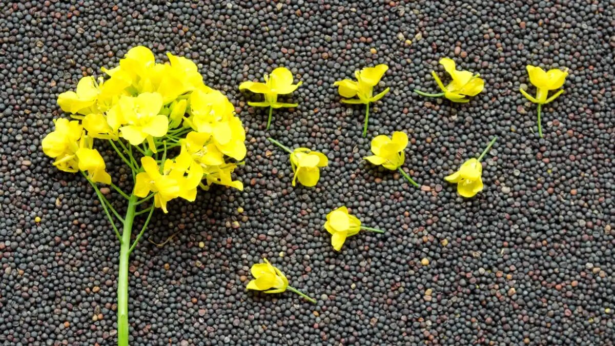 Фото:cropscience.bayer.co.uk