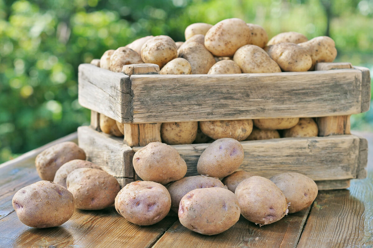 Температура хранения картофеля. Как сохранить его без порчи?