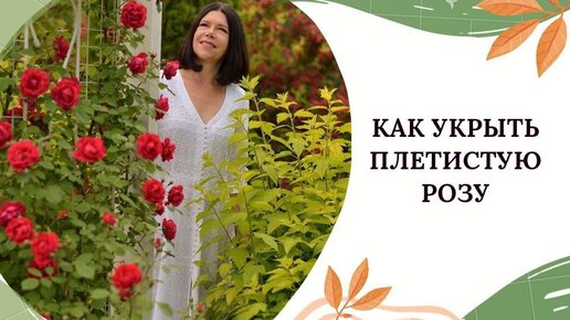 КАК УКРЫТЬ ПЛЕТИСТУЮ РОЗУ