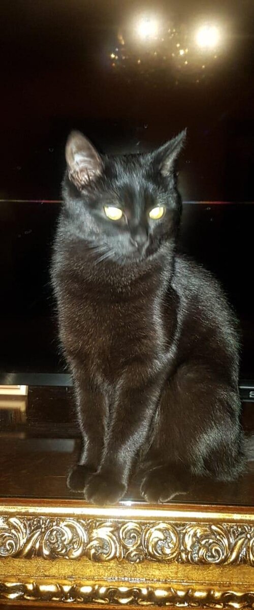 Кошка Сима
