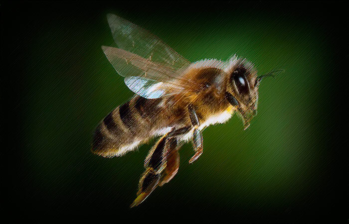 Золотая пчела