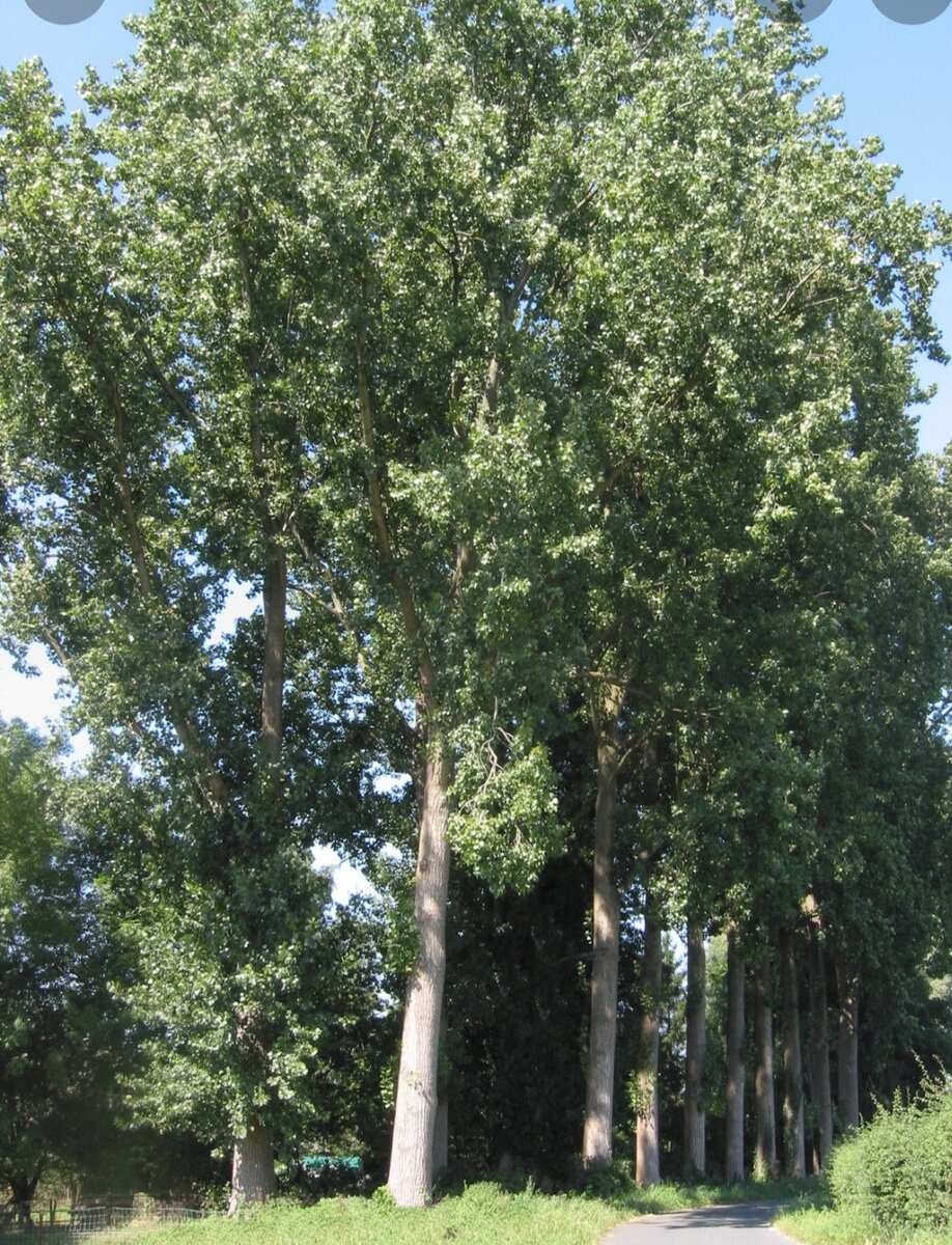 Фото с интернета. Тополь