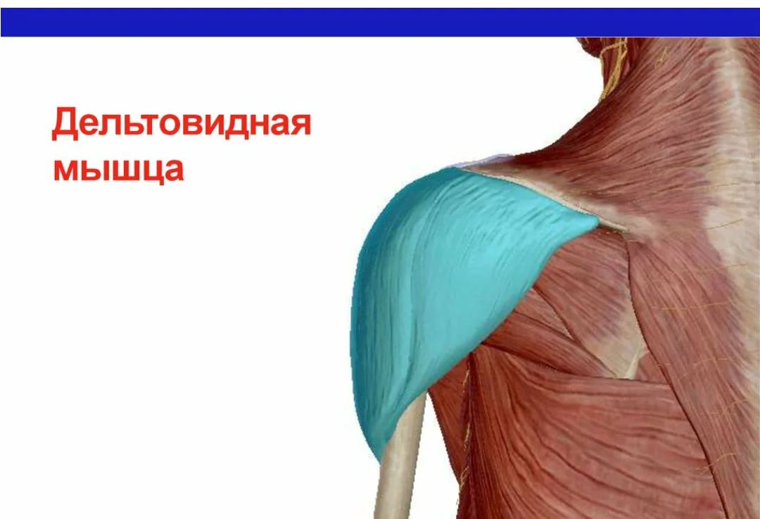 Musculus deltoideus анатомия