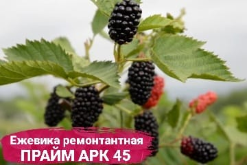 Ежевика ремонтантная Прайм Арк 45 200₽ https://rostok-pitomnik.ru