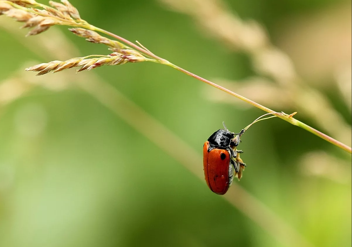 Яндекс картинки