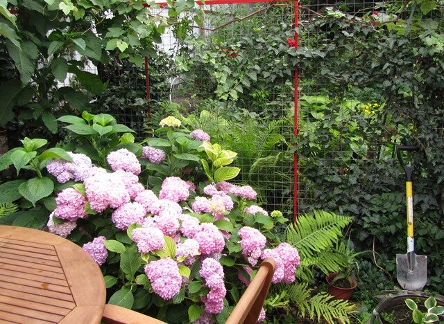 Гортензия в саду.