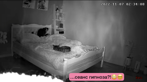 Посмотрела, что мои коты делают ночью, пока я сплю, и ужаснулась😳