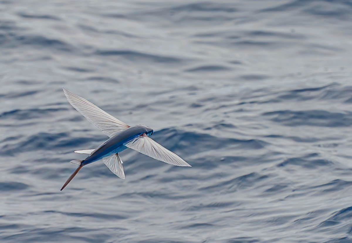 This Fish Can Actually Fly! - YouTube