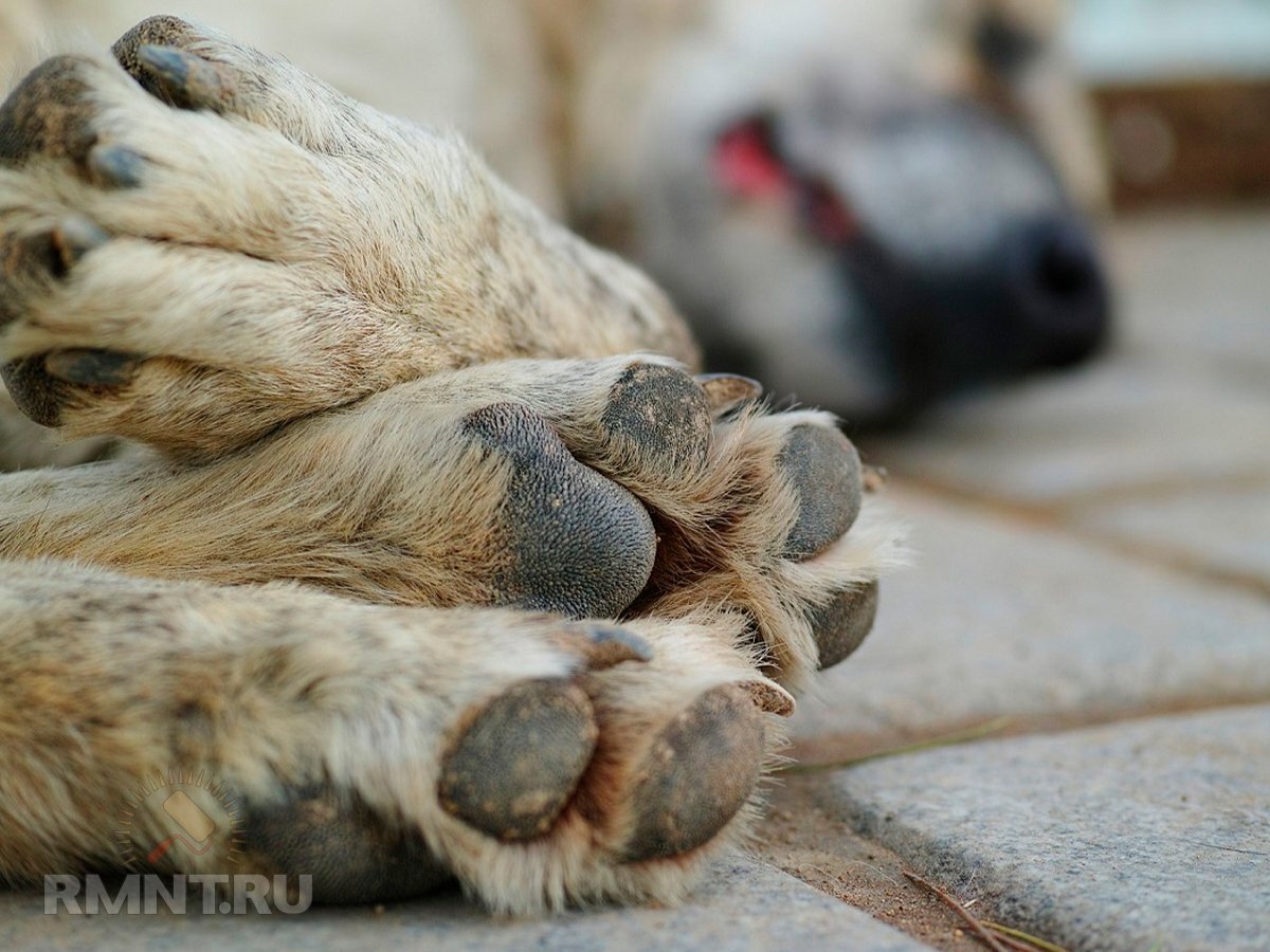   Фото wildlife.by