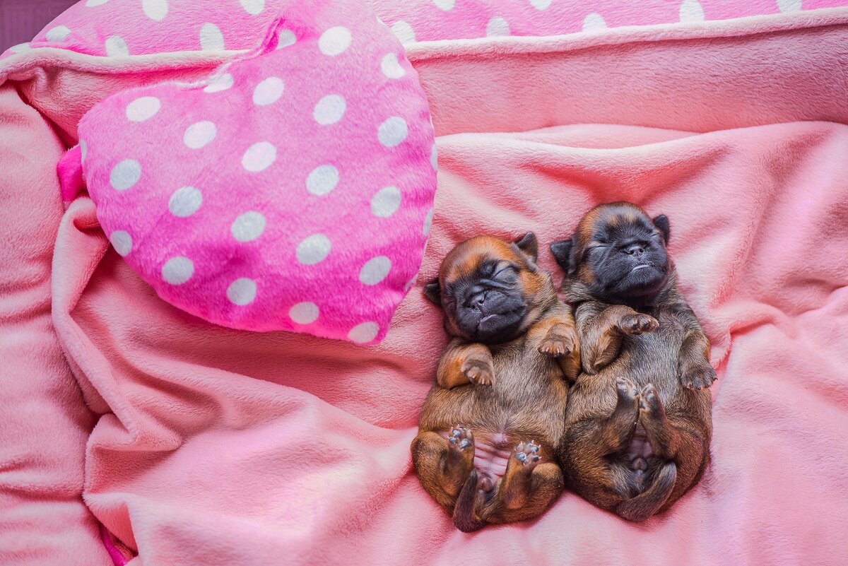 Щенки брюссельского гриффона. Дочери Феникса.