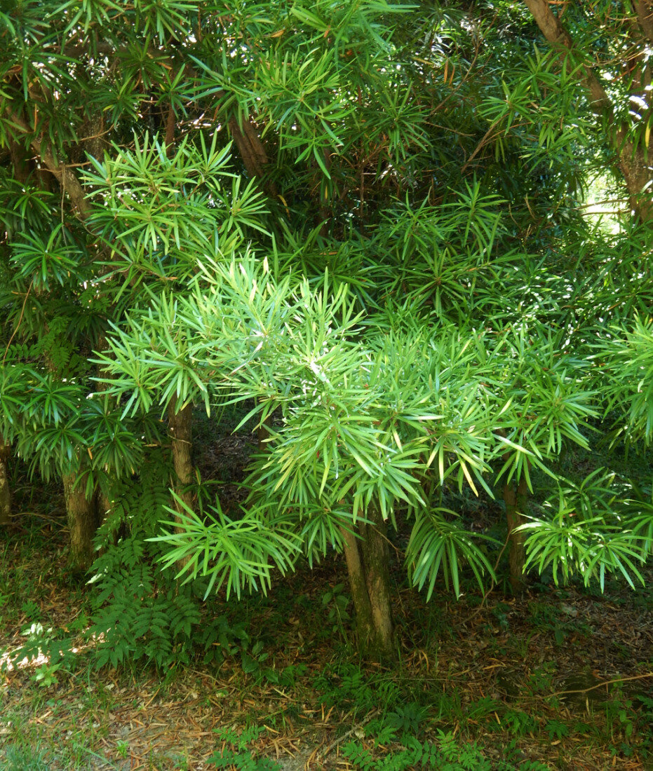 Подокарпус (Podocarpus). Источник https://www.plantarium.ru/