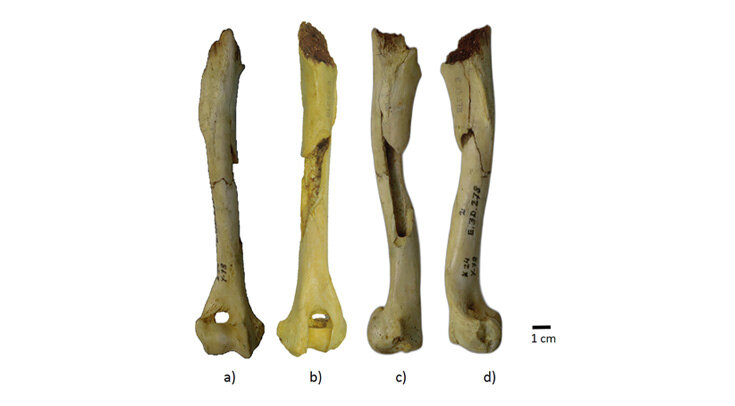     Кость собаки, обнаруженная в Испании Monstserrat Hervella et al. / Journal of Archaeological Science: Reports, 2022