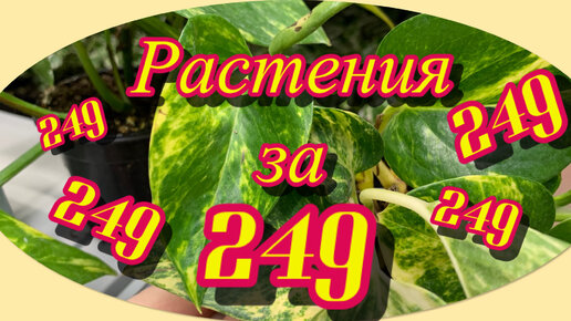 Свежий ЗАВОЗ РАСТЕНИЙ до 2️⃣4️⃣5️⃣ рублей❗️Кто на новенького? магазин ОБИ / Садовый Рай 🪴