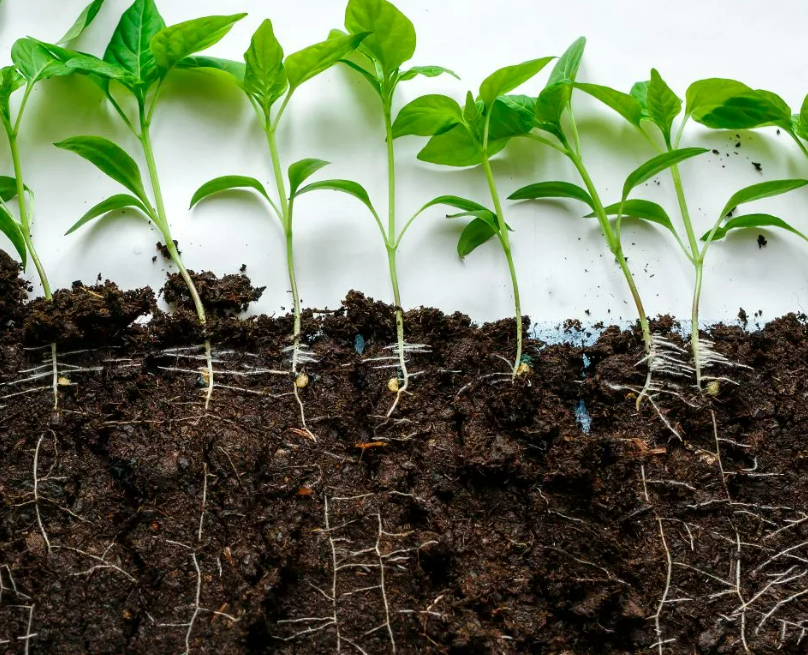 Фотография взята из источника gribyogorod.info