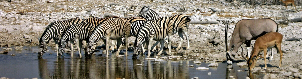 В поисках пищи и воды они постоянно кочуют с места на место