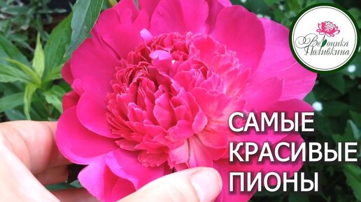 САМЫЕ КРАСИВЫЕ ПИОНЫ