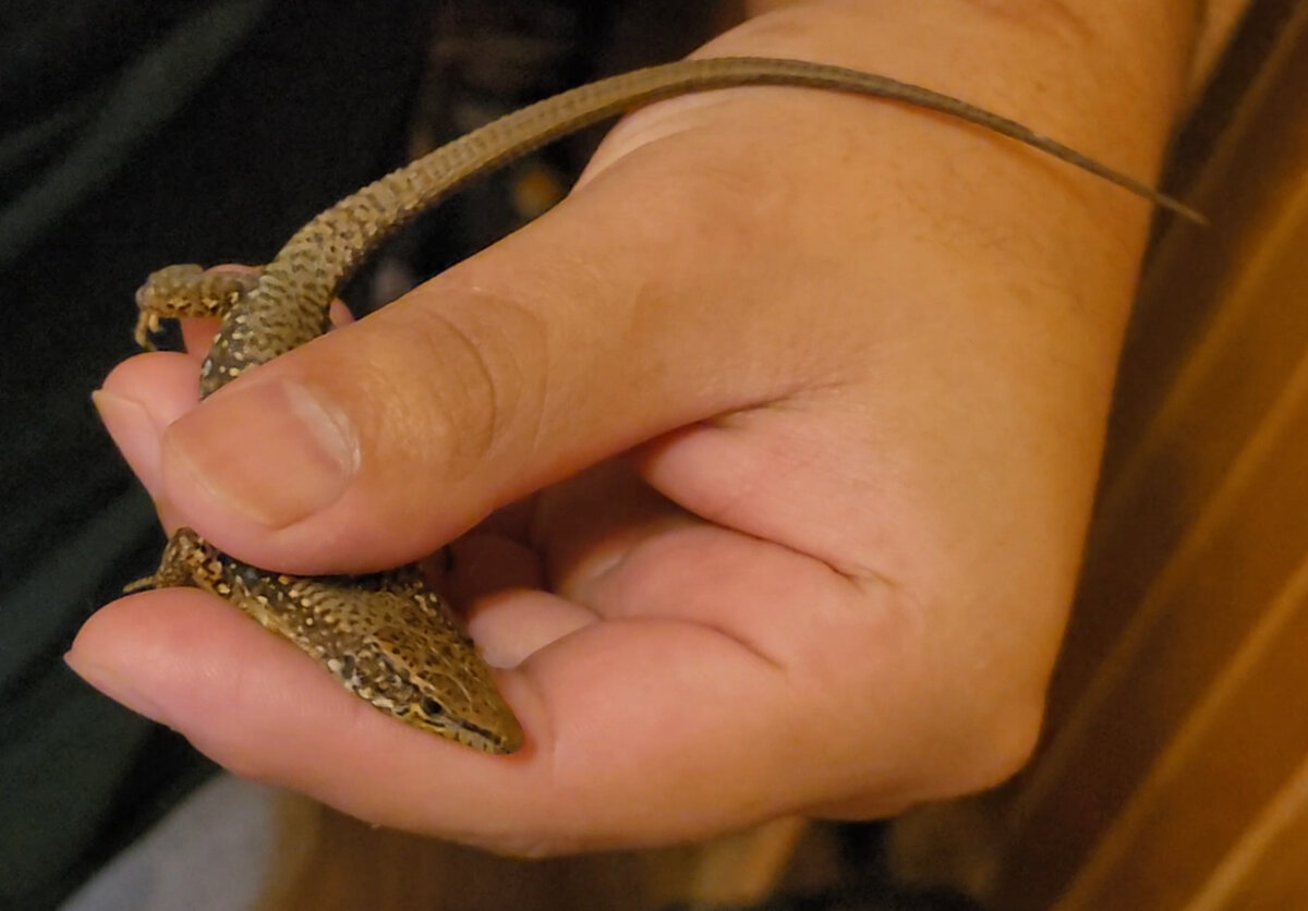 Наша ящерица два месяца спустя