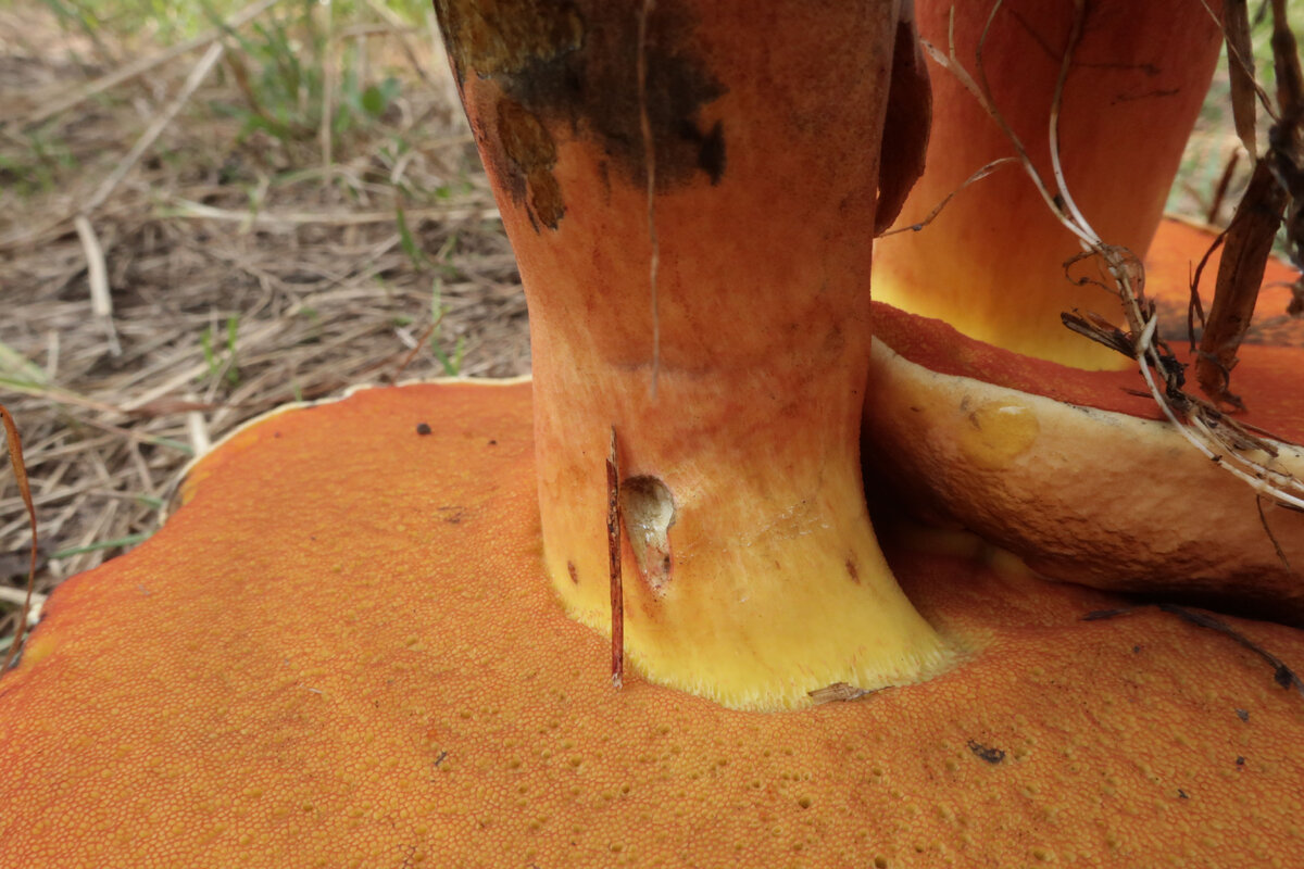 Ну не крапчатый же! (фото И.Лебединского)