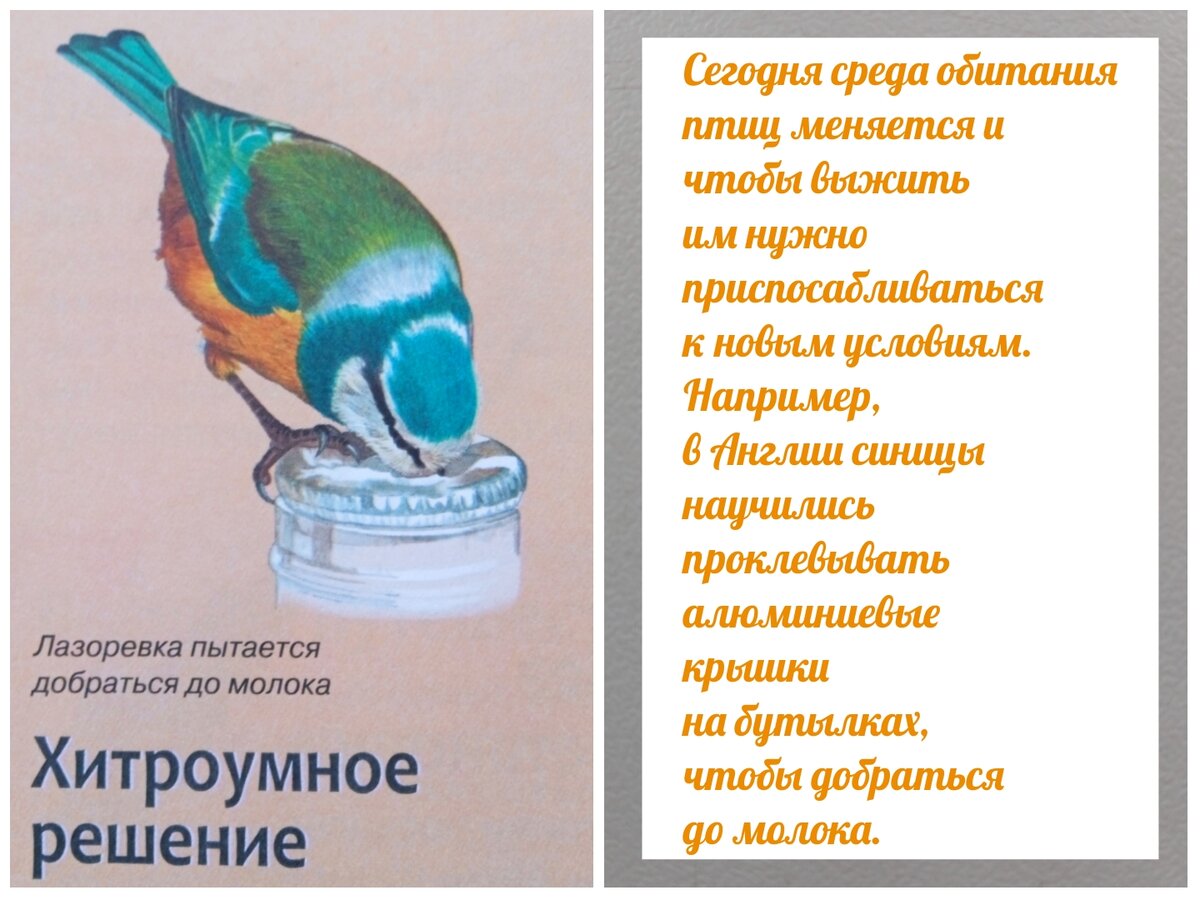 Как сделать кормушку для птиц своими руками: оригинальные и необычные идеи