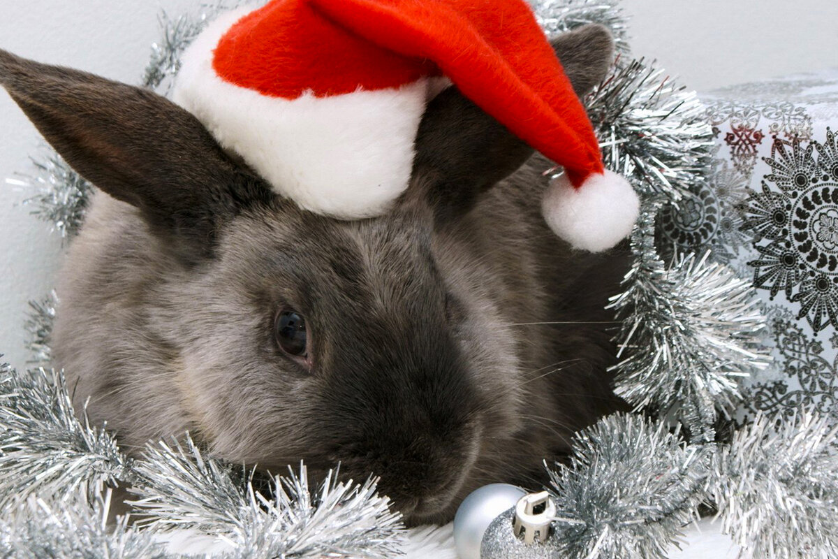 2023 - год Чёрного Водяного Кролика