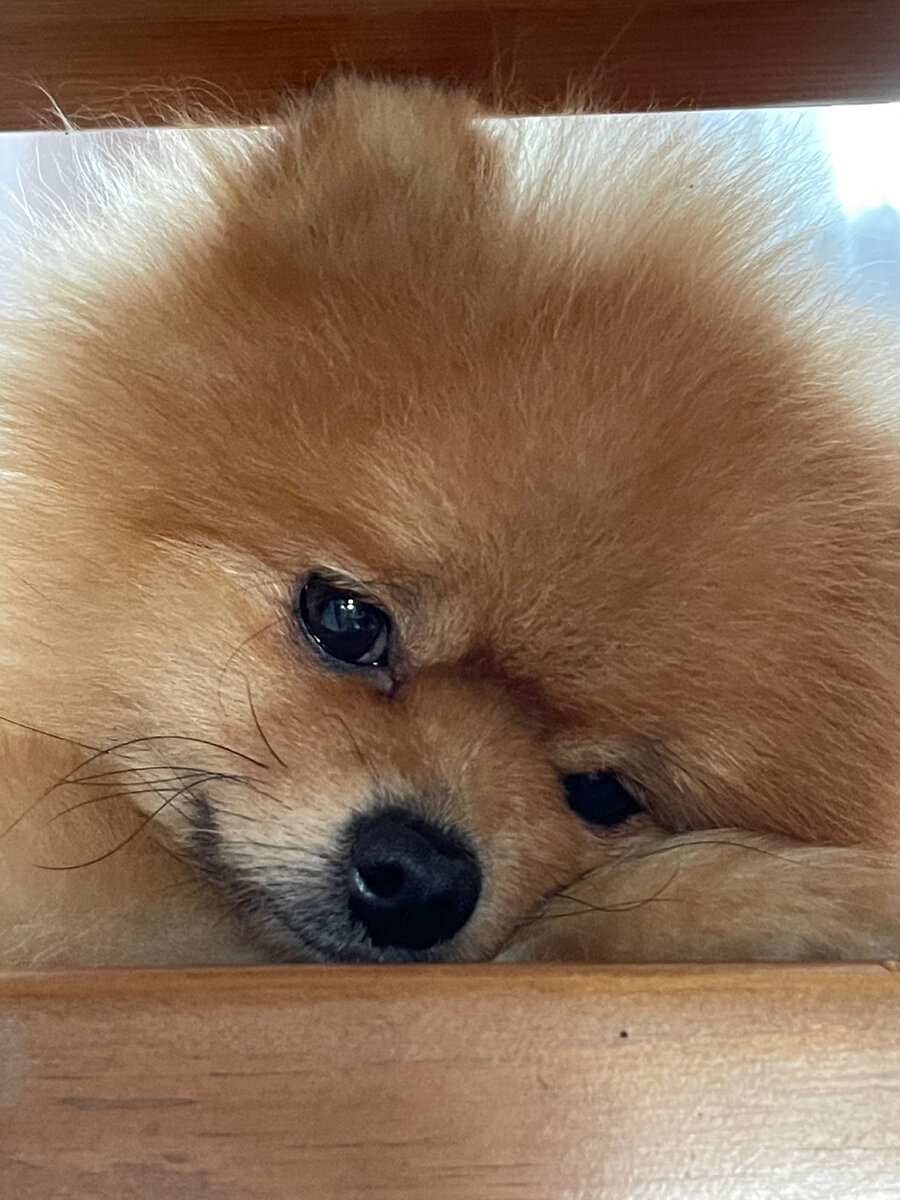 Наш Фунтик, фото автора