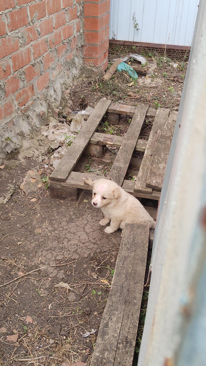 Вот это Мишка.