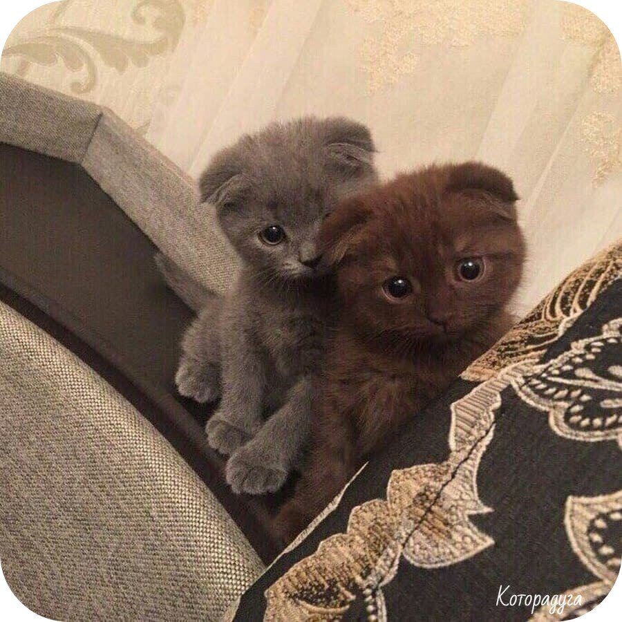Источник: pinterest.com