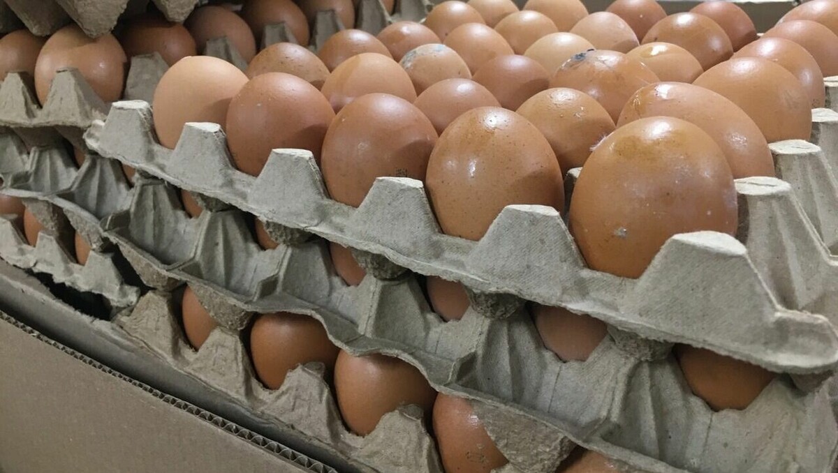     Антибиотики в куриных яйцах нашли в Нижегородской области. Их выявили в ходе лабораторных исследований, сообщили в местном филиале ФГБУ «ВНИИЗЖ».