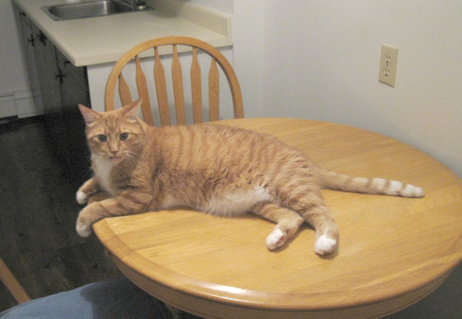 Кошка лазит по столам