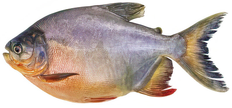 Piaractus brachypomus