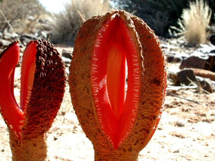 Hydnora Africana - одно из самых причудливых растений на африканском континенте, оно выглядит довольно чудовищно, его коричневый цвет похож на корку, а внешний вид напоминает челюсть.Hydnora Africana принадлежит к семейству Hydnoraceae и обитает в основном в Южной Африке.