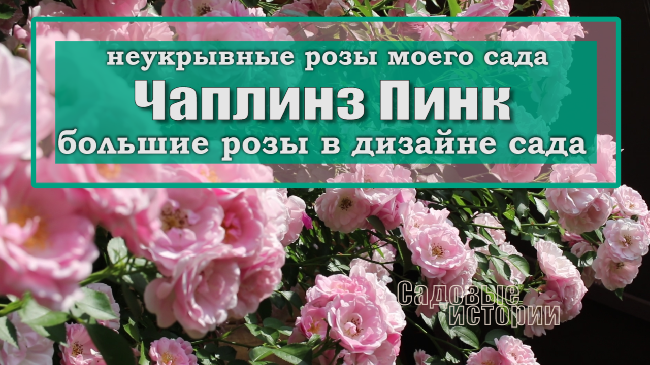 Розы в ландшафтном дизайне сада или дачного участка