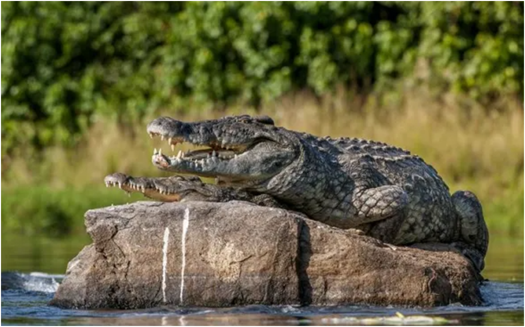 Спаривание крокодилов. Нильский крокодил Crocodylus niloticus. Нильский крокодил спаривание. Озеро с крокодилами.