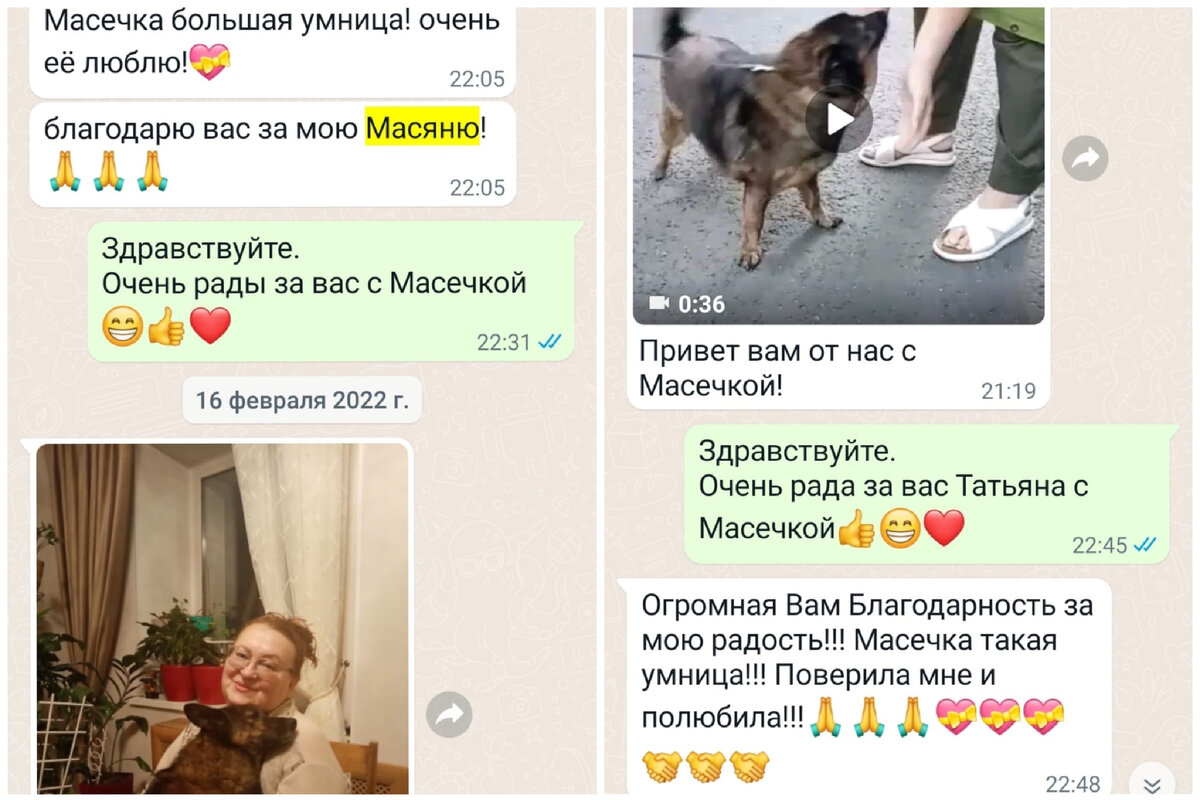 Еще год назад Мася была неходячим инвалидом, а теперь она самая  зацелованная собачка на канале | Зоомама | Дзен