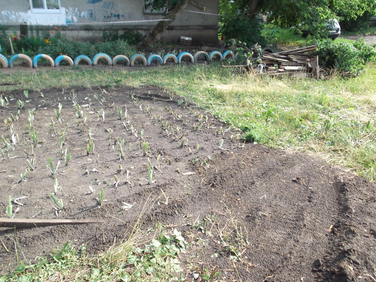 Конечно, первое время ходили и ездили прямо по цветам...