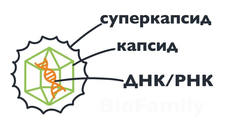 строение вириона