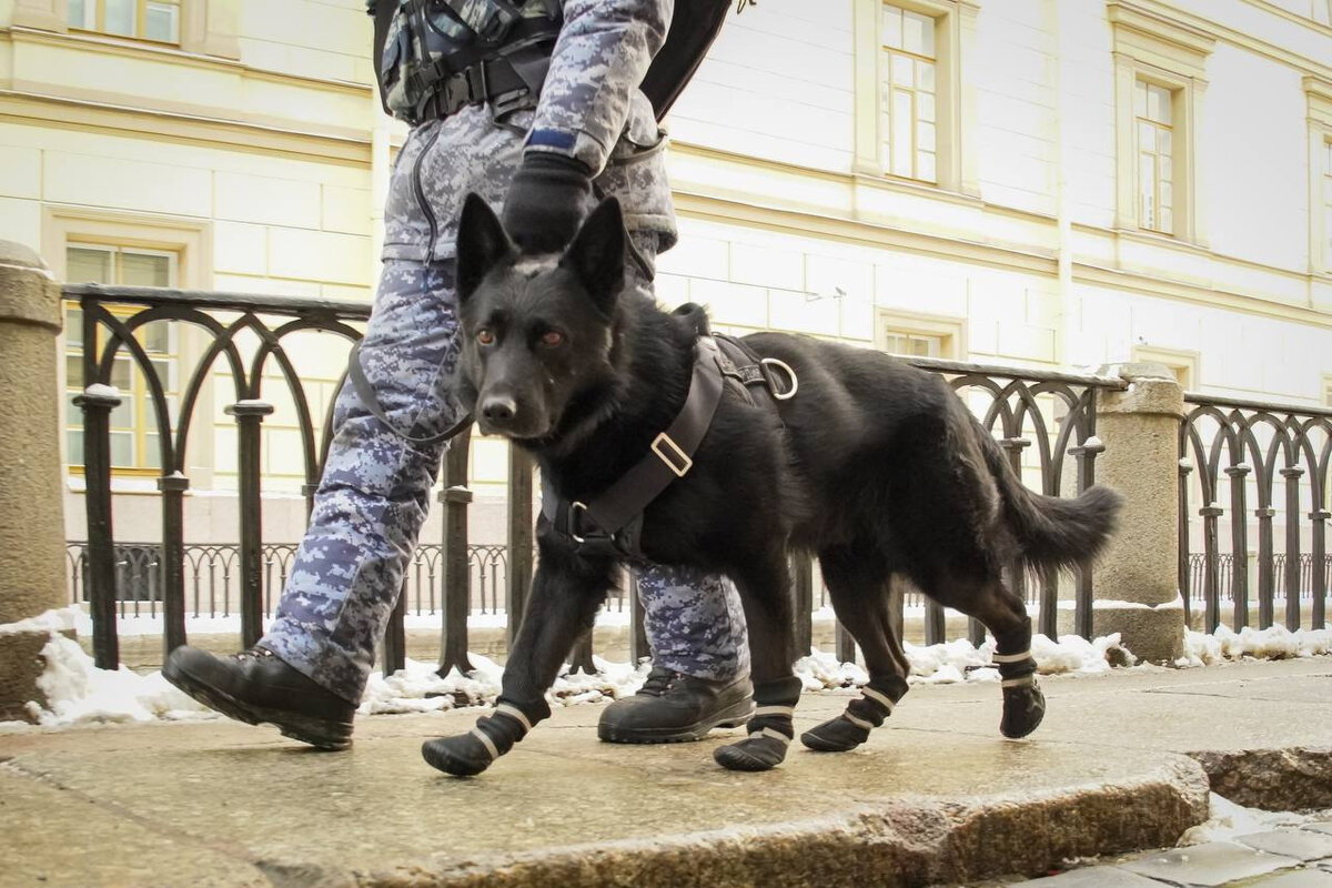 Собака в сапогах