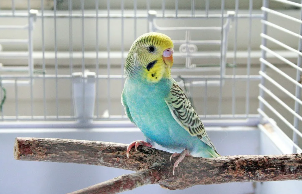 домашний попугай в клетке