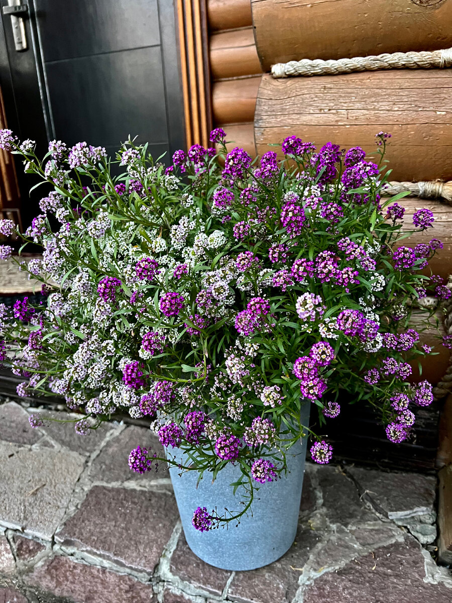 Однолетники, которые есть у меня в саду | Гортензии, хвойные, 🌷любимый сад  | Дзен