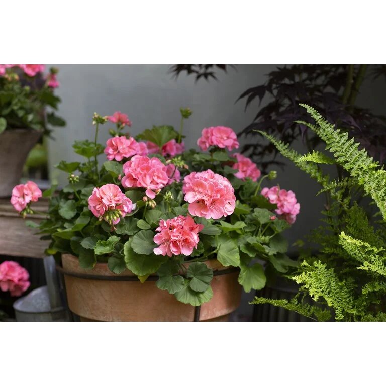 Calliope L Soft Coral снимок взят из открытых источников интернета