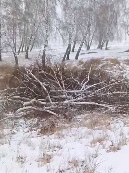     Фото: скрин с видео местных жителей
