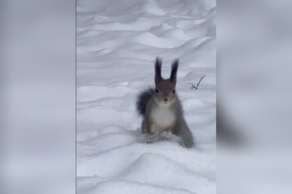     белочек можно приманить фундуком и грецкими орехами.  принтскрин видео.