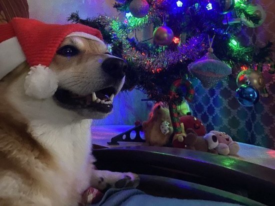     фото: МК в Туле