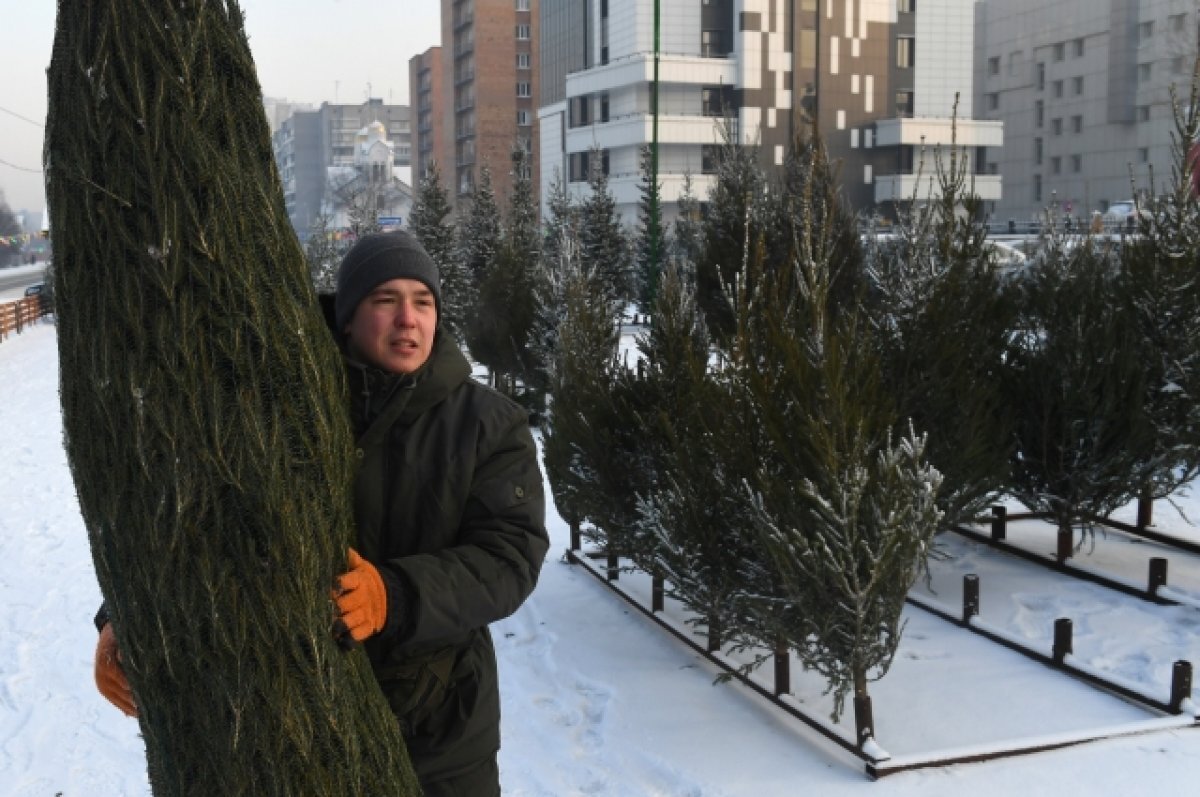 Что сделать чтобы елка не осыпалась. Ёлочный базар Московский стандарт. Елочный базар в Москве. Елочные базары в Москве 2021