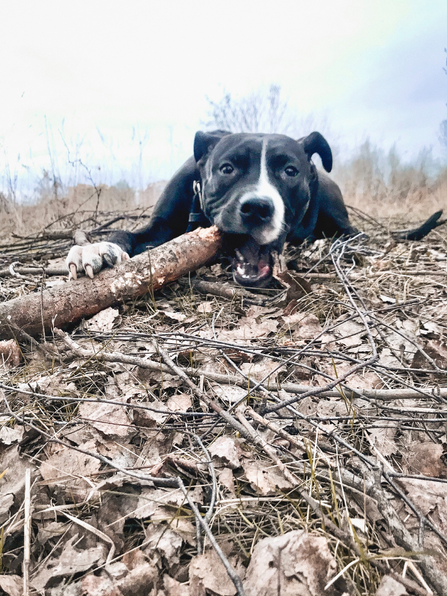 На первый раз кажется, что команда ФУ учится легко и быстро. Но нет.

Это одна из сложных команд для собаки в психологическом плане. Ведь когда хозяин произносит ФУ!, нужно отказаться от вкусного кусочка помойки на улице или перестать выполнять действия, которые доставляют собаке удовольствие, но не нравятся хозяину

Учится команда в игровой форме, в два этапа.

1. Первый - начинаем дома. Позовите собаку, сядьте перед ней на колени и возьмите в одну руку кусочек сухого корма, баранку или чёрствый хлеб, а в другую руку кусок повкуснее : мясо, подсушенное легкое или сыр.
Протягиваем руку с раскрытой ладонью, где лежит менее вкусный кусочек собаке , и как она потянется к еде, говорим ФУ!, закрываем руку, но не убираем.
Как только собака сделает шаг назад, или посмотрит на вас, энергично хвалим и даём лакомство из другой руки.

В дальнейшем усложняем задачу: кладём кусочек на пол. И если собака потянется, говорим ФУ!, накрываем рукой. Собака отступила назад, хвалим, даём вкусняшу.                Что мы должны получить в итоге: собака реагирует на команду «Фу!», даже если вы находитесь далеко от лакомства, которое ей нельзя брать.

2. Прохождение второго этапа переносим на улицу. Переходим к нему только после идеального выполнения дома.
Сюда же подключается навык неподбора с земли. Когда вы гуляете, вы не знаете, где собака найдёт кусочек, который захочет съесть, поэтому учим её обозначать куски самостоятельно.

Разбрасываем вкусности по земле и проходим с собакой рядом с ними. Собака посмотрела на лакомства, но не схватила? Хвалим и как только она глянет на вас, даём вкусняшку. Так, в дальнейшем, найдя что-то вкусное, она даст вам знать взглядом на вас, как бы спрашивая разрешения.

Если она дёрнулась к кускам на земле, даём команду «Фу», закрываем кусок ногой или рукой. За правильное выполнение хвалим и поощряем лакомством.

Если успела взять кусок с земли, не ругаем, прекращаем тренировку на 5-10 минут.

Дальше усложняем тренировки, разбрасывая куски по кустам, чтобы собака их могла унюхать во время прогулки. Как только она заметит кусок, но не дёргает к ним, хвалим и поощряем за взгляд в вашу сторону. Если дёргается, команда «Фу»

Учить собаку этой команде надо начинать с щенячьего возраста и не стоит ждать моментального усвоения навыка.
Для взрослой собаки так же сложно будет научиться, но систематические длительные тренировки приведут к положительному результату.
#Дрессировкасобак #зоопсихологонлайн #коррекцияповедениясобак #командафу #зоопсихолог



