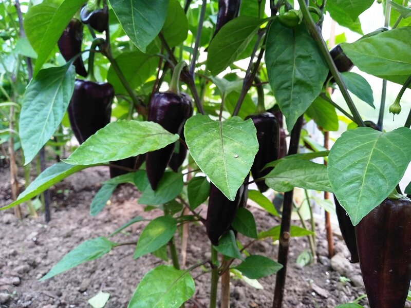 Перец Бухарест описание сорта характеристика плодов агротехника выращивания и ухода отзывы