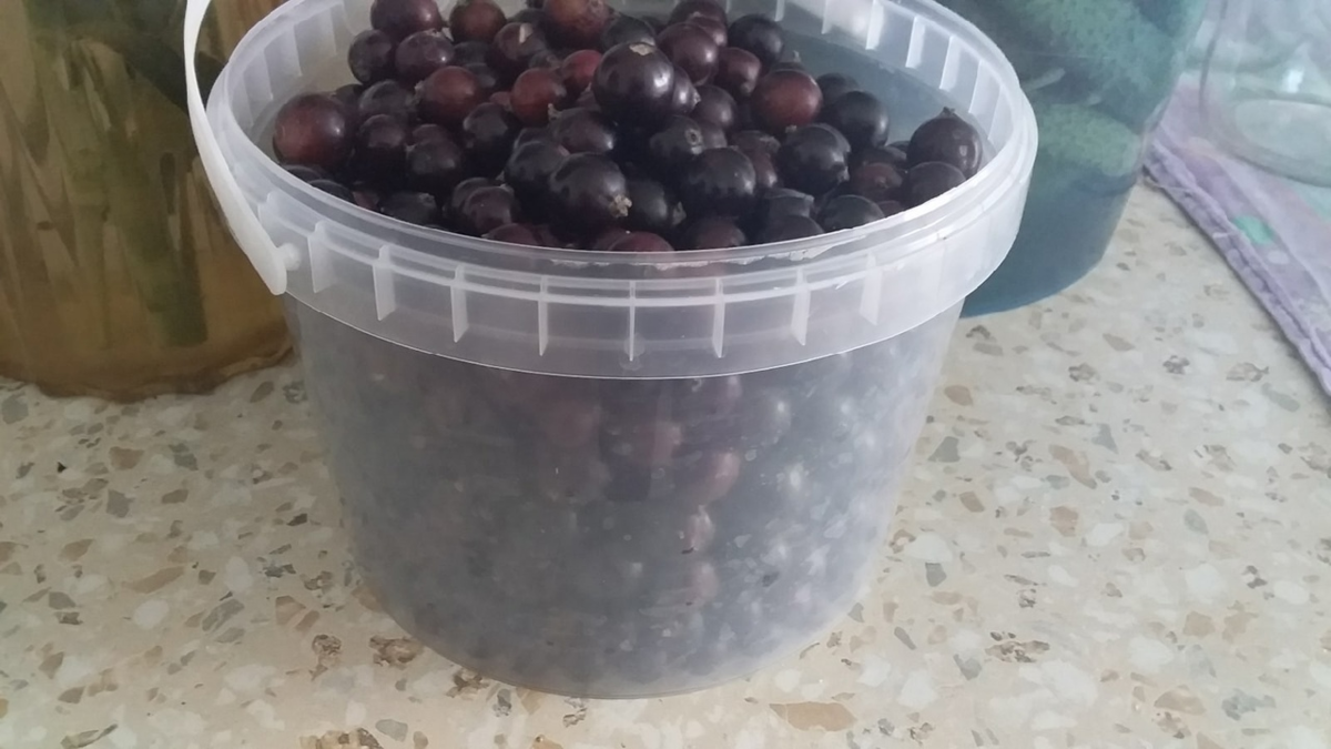 С 6 кустов, купленных прошлой весной, собрала 3 ведерка таких, а это 6 литров. Довольна, до этого к бабулям в деревню за ягодами ездили собирать.