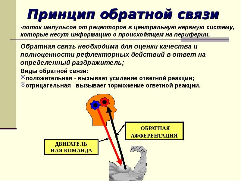 Прямой и обратный эффект. Проприоцептивные раздражения. Проприоцептивная гиперчувствительность у детей. Проприоцептивная система. Проприоцептивные рефлексы.