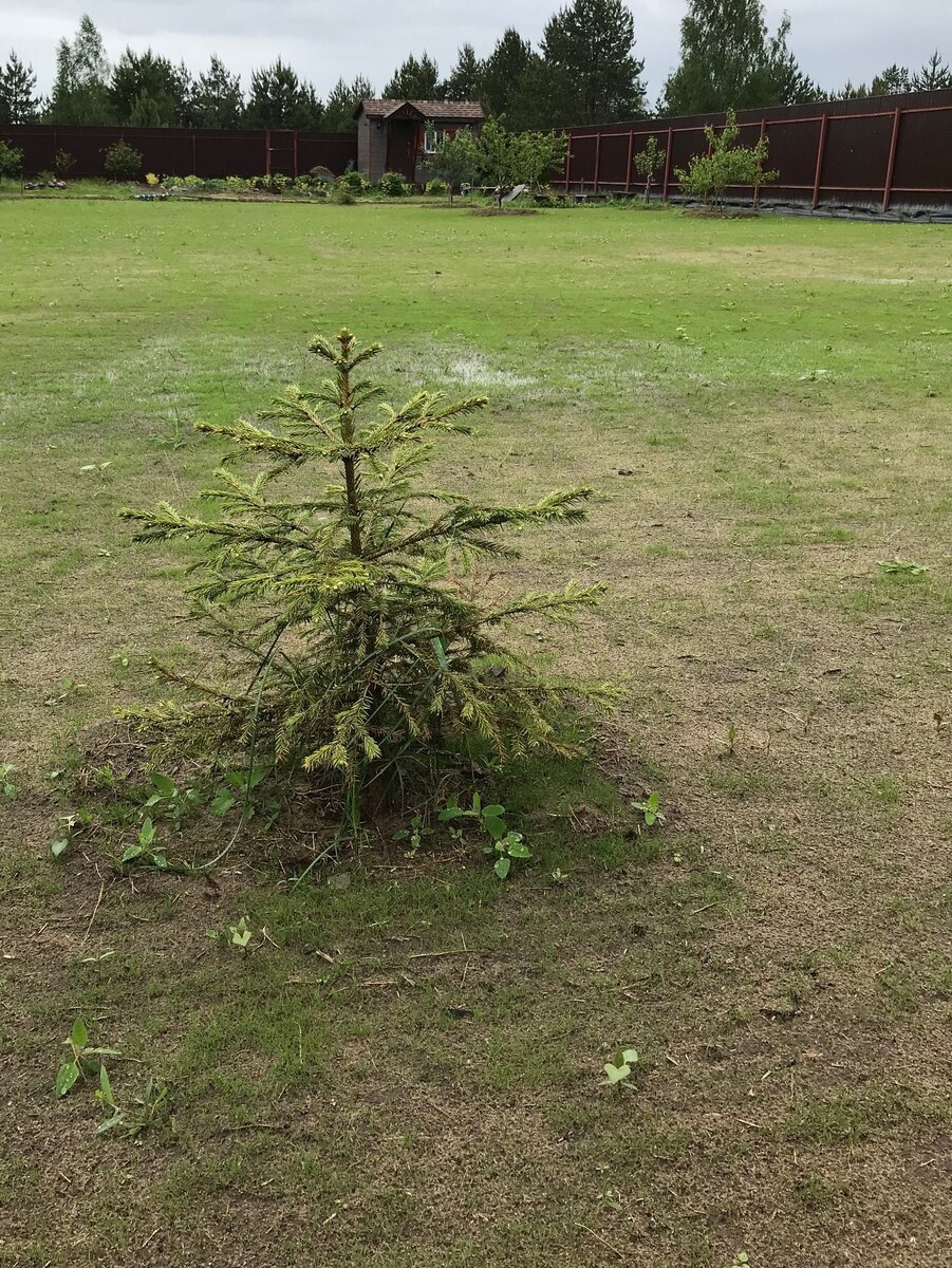 🌲 КАК ЗА 4 ГОДА ВЫРОСЛА НАША ГОЛУБАЯ ЕЛЬ ! (личный опыт и много фото) |  